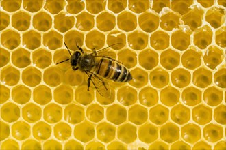 A Carniolan honey bee (Apis mellifera carnica) on a honeycomb