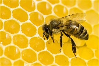 A Carniolan honey bee (Apis mellifera carnica) on a honeycomb