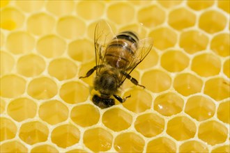 A Carniolan honey bee (Apis mellifera carnica) is acting on a honeycomb