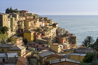 Colorful houses of Manarola town crammed on a hill on the coast of the Mediterranean Sea