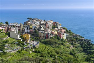 Colorful houses of Manarola town crammed on a hill on the coast of the Mediterranean Sea