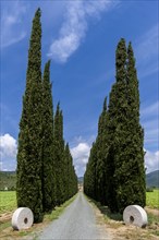 Alleyway with green cypresses