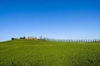 Typical green Tuscan landscape in Bagno Vignoni
