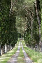 Alleyway with green pine trees and cypresses