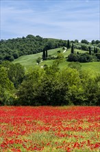 Typical green Tuscan landscape in Val d'Orcia with hills