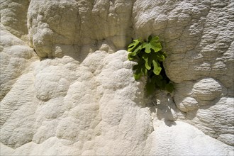 Accumulated white minerals of the hot springs of Bagni San Filippo with a little fig tree (Ficus)