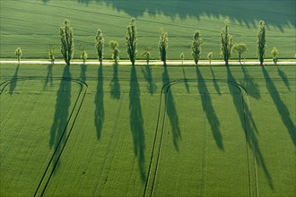 A row of Poplar trees (Populus) is creating long shadows on a green field