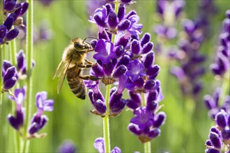 Carniolan honey bee (Apis mellifera carnica) is collecting nectar at a purple Lavender (Lavandula) blossom