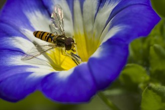 Common Hoverfly (Eupeodes corollae) is collecting nectar from a Dwarf morning-glory (Convolvulus tricolor) flower blossom