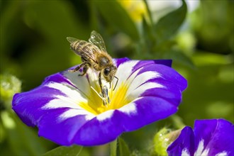 Carniolan honey bee (Apis mellifera carnica) is collecting nectar at a Dwarf morning-glory (Convolvulus tricolor) blossom