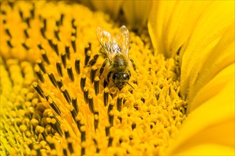Carniolan honey bee (Apis mellifera carnica) is collecting nectar at a common sunflower (Helianthus annuus) blossom