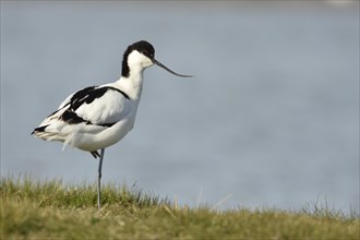 Avocet (Recurvirostra avosetta) in breeding plumage