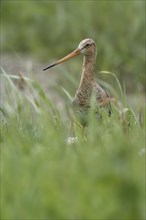 Black-tailed godwit (Limosa limosa)