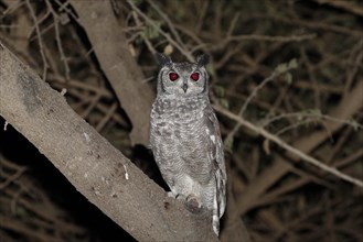 Greyish Eagle-owl (Bubo cinerascens) adult