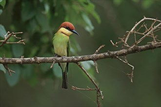 Chestnut-headed Bee-eater (Merops leschenaulti)