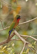 Red-throated Bee-eater (Merops bullocki)