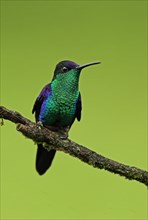 Violet-crowned Woodnymph (Thalurania colombica townsendi)