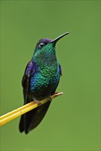 Violet-crowned Woodnymph (Thalurania colombica townsendi)