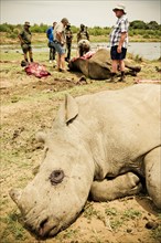 Poached white rhinoceroses with gamekeepers