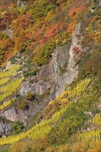Vineyard on steep slope in autumn colours