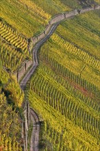 Vineyard on steep slopes