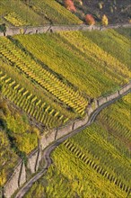 Vineyard in steep slope