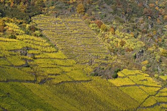 Vineyard in steep slope at Vallwiger Berg near Ernst