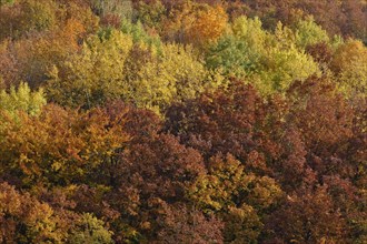 Trees with autumn colors