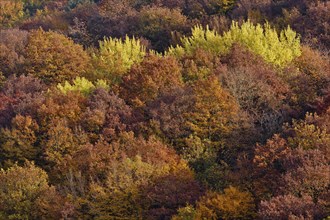 Trees with autumn colors