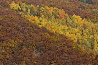 Trees with autumn colors