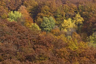 Trees with autumn colors