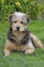 Bosnian Coarse-haired Hound or Barak dog (canis lupus familiaris)