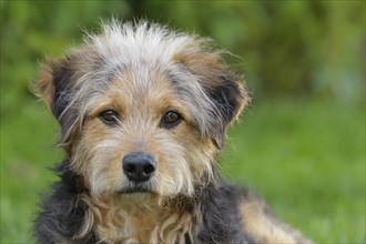 Bosnian Coarse-haired Hound or Barak dog (canis lupus familiaris)