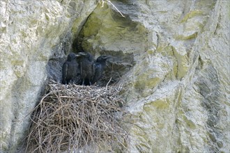 Young ravens (Corvus corax) sitting in nest