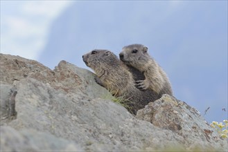 Young marmots (Marmota marmota) on a rock