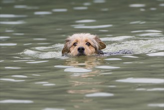 Bosnian Coarse-haired Hound or Barak dog (canis lupus familiaris) is swimming in a river