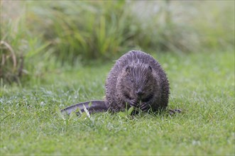 European beaver eats a willow branch