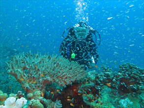 Diver with Glassfishes (Parapriacanthus)
