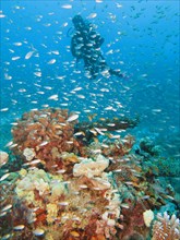 Diver with Glassfishes (Parapriacanthus)