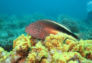 Black-sided hawkfish (Paracirrhites forsteri) in coral reef