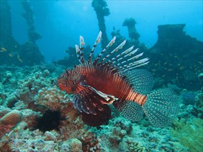 Red Lionfish (Pterois volitans) in front of wreck The Barge