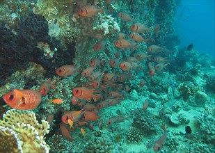 Swarm Pinecone soldierfishes (Myripristis murdjan) in the reef