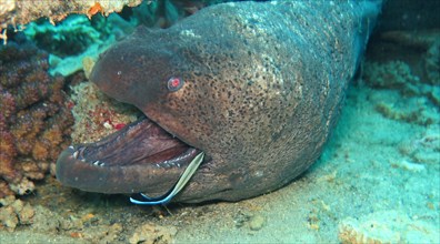 Giant Moray moray (Gymnothorax javanicus) with cleaner fish (Labrichthyini)
