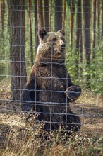 European brown bear (Ursus arctos arctos) stands upright behind grid