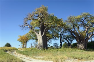 Old baobab (Adansonia digitata) trees