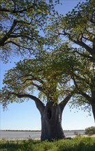 Old baobab (Adansonia digitata) tree