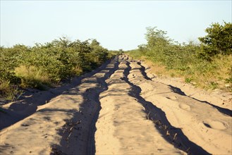 Dirt road with ruts in Nxai Pan National Park