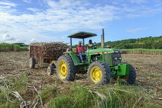 Tractor transports Sugar cane (Saccharum officinarum)