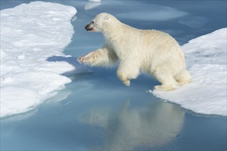 Male polar bear (Ursus maritimus) on ice