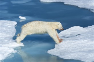Male polar bear (Ursus maritimus) on ice